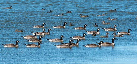 Faune flore aquatique