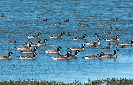 Faune flore aquatique